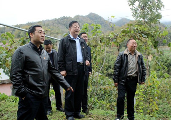 5——10月30日，公司党政领导查看铜钱村猕猴桃种植基地.jpg